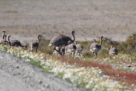 Ruta provincial 1 (Santa Cruz)