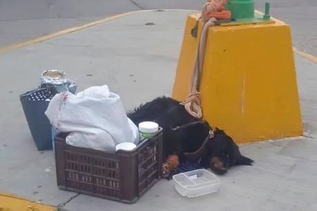 Piden ayuda para perro abandonado todo el día en Plaza Fiesta