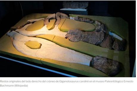 El argentino que descubrió el Giganotosaurus, el dinosaurio estrella de la nueva Jurassic Park: “Acá no le dieron importancia”