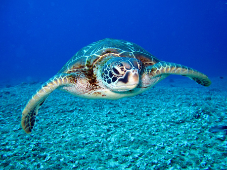Tortugas marinas: la nueva campaña medioambiental del vigilante de la playa Mitch Buchannon y otras cuestiones tortuguiles 🐢