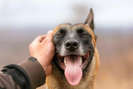 Aspectos a considerar antes de esterilizar a un perro Aspectos a considerar antes de esterilizar a un perro