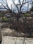 Fuertes vientos derriban árbol en avenida del Sauce