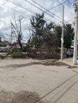 Fuertes vientos derriban árbol en avenida del Sauce