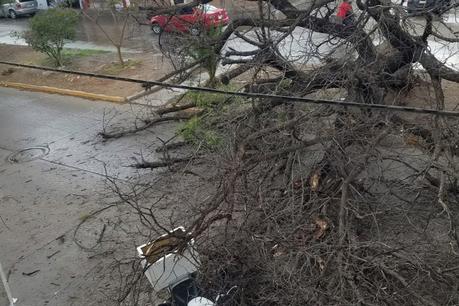 Fuertes vientos derriban árbol en avenida del Sauce