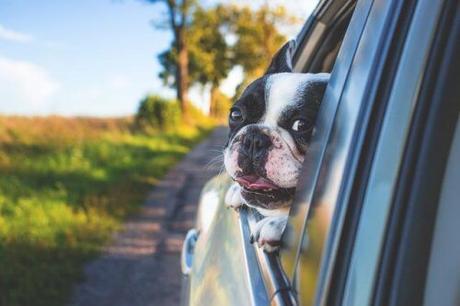 Cómo viajar con mascotas en el coche