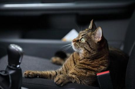 Cómo viajar con mascotas en el coche