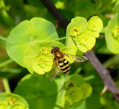 Sírfidos en primavera