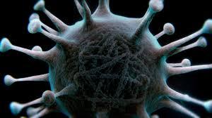 El cambio climático causará que más virus pasen de animales a humanos