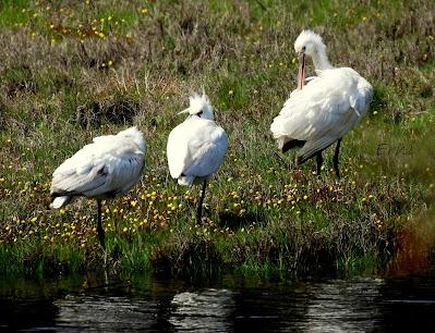 CHARRÁN ROSADO EN RAOS
