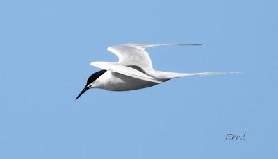 CHARRÁN ROSADO EN RAOS