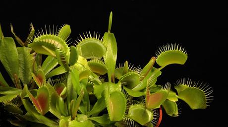 ¿Cómo se convirtieron las plantas carnívoras en depredadoras? ¿Cómo se convirtieron las plantas carnívoras en depredadoras?