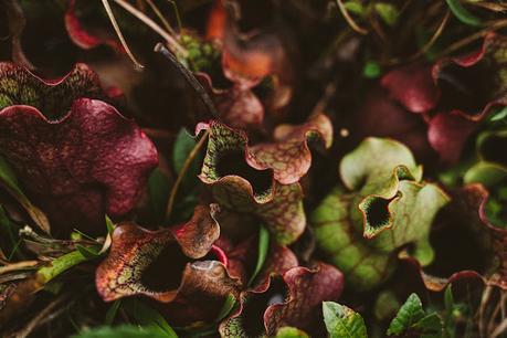 ¿Cómo se convirtieron las plantas carnívoras en depredadoras? ¿Cómo se convirtieron las plantas carnívoras en depredadoras?