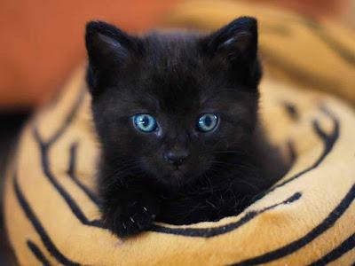 (Recopilación) Yo Escribo 52 Historias Semanas 13 y 14 by Varios Autores