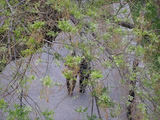 ¿Es la Planificación Territorial una garantía del Desarrollo Sostenible?