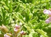 planta debes colocar ventana para poder estar ella abierta entre moscas mosquitos