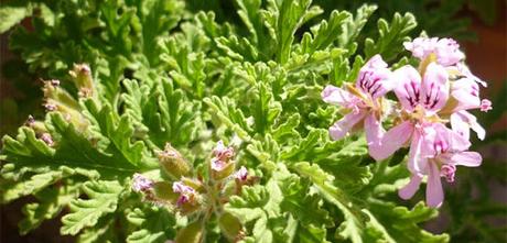 La planta que debes colocar en la ventana para poder estar con ella abierta sin que entre moscas o mosquitos