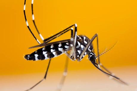 Por qué es tan peligroso el mosquito tigre y qué hacer cuando pique
