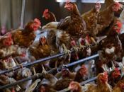 Francia: Sacrifican millones aves brote gripe aviar