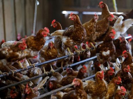 Francia: Sacrifican 16 millones de aves por el brote de gripe aviar