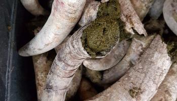 Pícaro del Aguila Clarete 2018