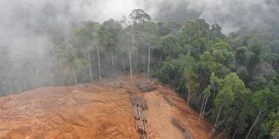 Árboles caídos. ¡Detengan la Masacre Forestal!