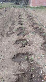 Diferentes variedades en los tomates del huerto