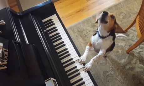 Insólito: Una perra ‘músico’ ‘toca’ el piano y no para de ‘cantar’ con aullidos