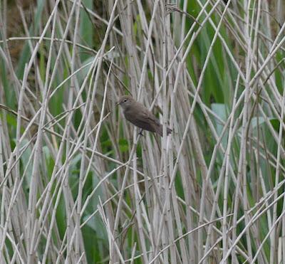 Aves en migración prenupcial Aves en migración prenupcial