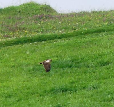 Aves en migración prenupcial Aves en migración prenupcial
