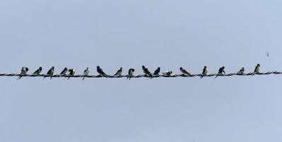 Aves en migración prenupcial Aves en migración prenupcial