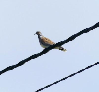 Aves en migración prenupcial Aves en migración prenupcial