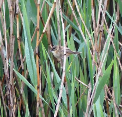 Aves en migración prenupcial Aves en migración prenupcial