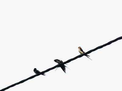 Aves en migración prenupcial