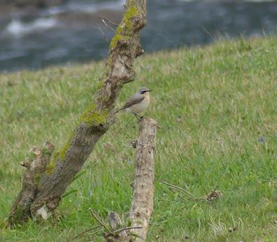 Aves en migración prenupcial Aves en migración prenupcial
