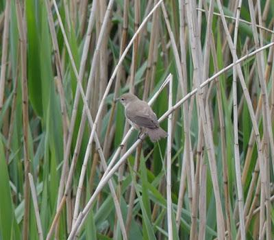 Aves en migración prenupcial Aves en migración prenupcial
