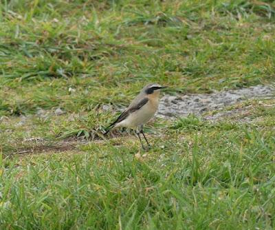 Aves en migración prenupcial Aves en migración prenupcial