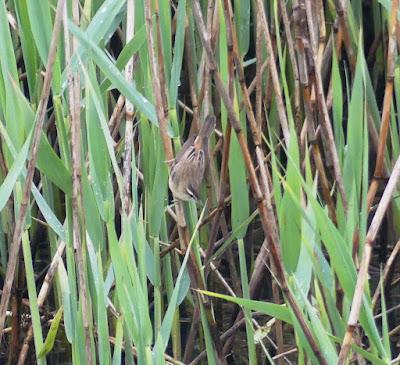Aves en migración prenupcial Aves en migración prenupcial