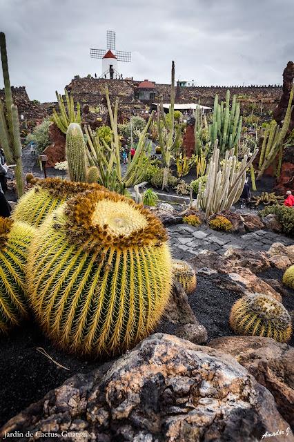 JARDIN DE CACTUS. GUATIZA -LANZAROTE-