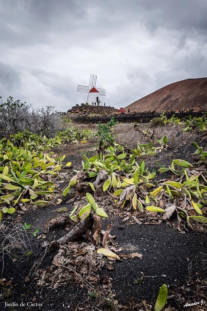 JARDIN DE CACTUS. GUATIZA -LANZAROTE-