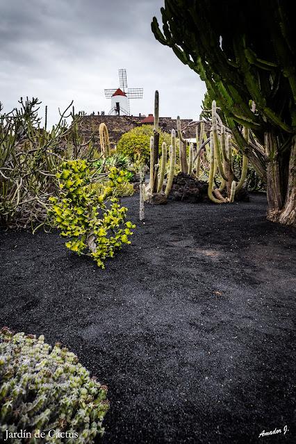 JARDIN DE CACTUS. GUATIZA -LANZAROTE-