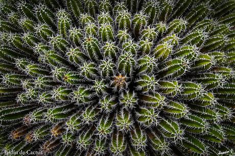 JARDIN DE CACTUS. GUATIZA -LANZAROTE-