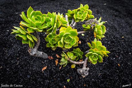 JARDIN DE CACTUS. GUATIZA -LANZAROTE-