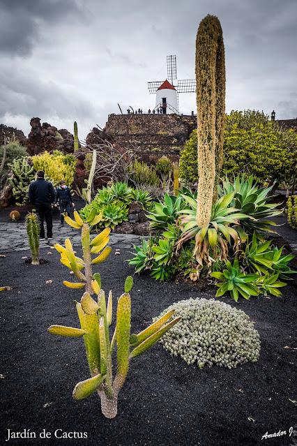 JARDIN DE CACTUS. GUATIZA -LANZAROTE-