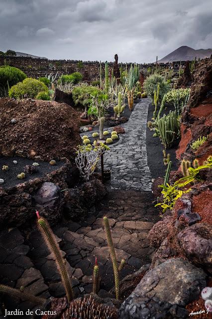 JARDIN DE CACTUS. GUATIZA -LANZAROTE-