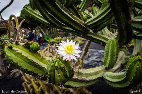 JARDIN DE CACTUS. GUATIZA -LANZAROTE-