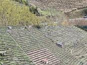 Ribeira Viñas