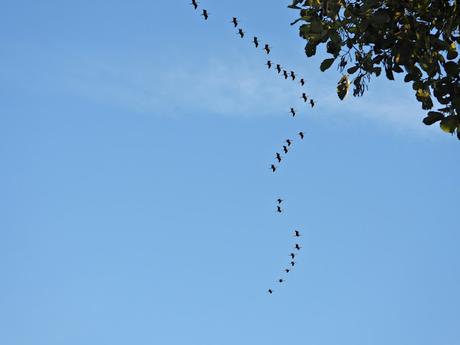 El estuario del Miño registra uno de los mayores bandos de morito observado en Galicia