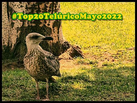 [Lista Telúrica] Top 20 Telúrico Mayo 2022