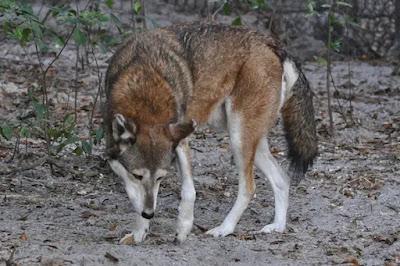 El lobo rojo: un futuro incierto para uno de los cánidos más amenazados del mundo
