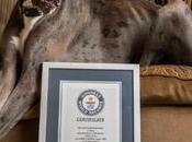 perro Gran Danés “Más alto mundo” vive Texas